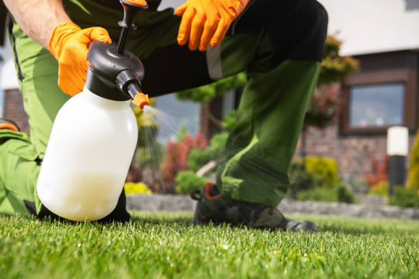 Flea Control Services in St Peters, MO