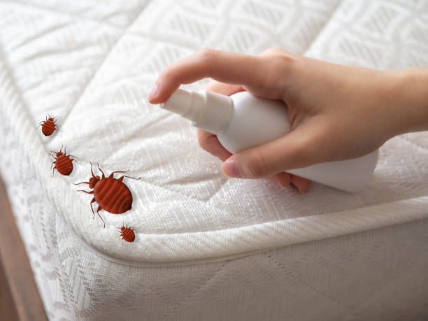Trusted St Peters, MO Pest Control Experts