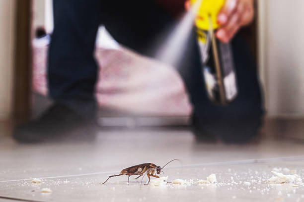 Best Flea Control Services  in St Peters, MO