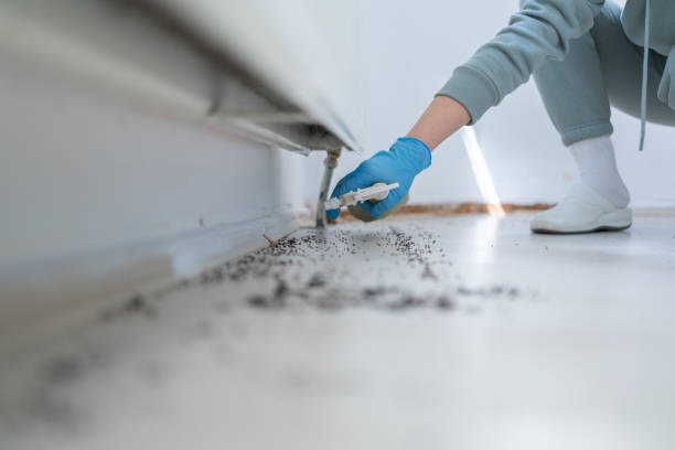 Best Wasp Removal Services  in St Peters, MO